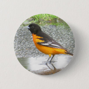 Baltimore Oriole, knapp