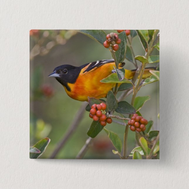Baltimore Oriole Knapp (Framsida)