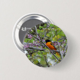 Baltimore Oriole Knapp