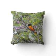 Baltimore Oriole