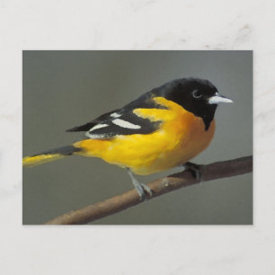 Baltimore Oriole Logotyp (palett) Vykort