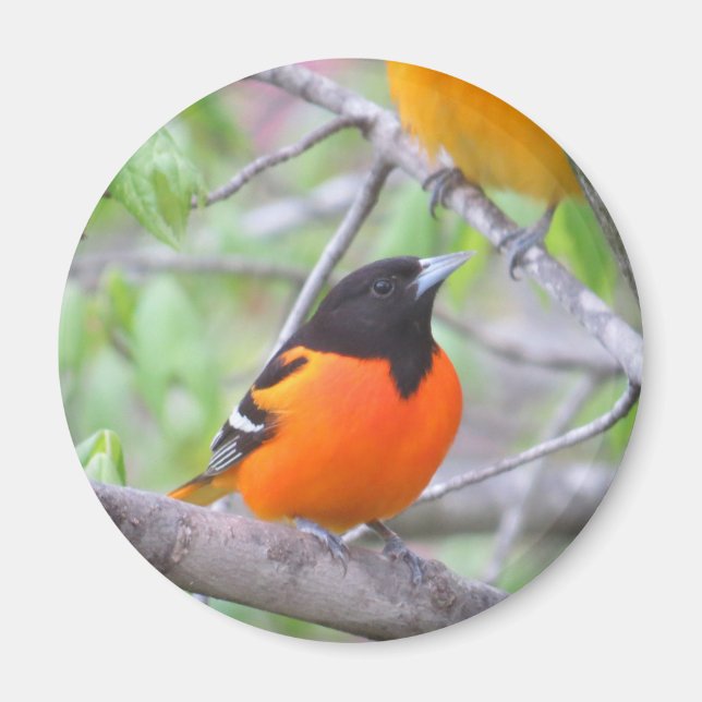 Baltimore Oriole Magnet (Framsidan)