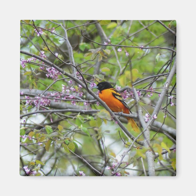 Baltimore Oriole Magnet (Framsidan)