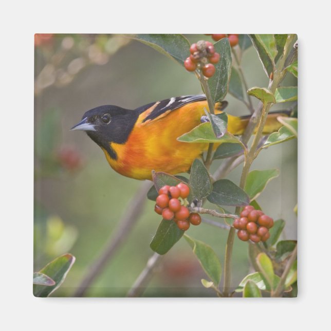 Baltimore Oriole Magnet (Framsidan)