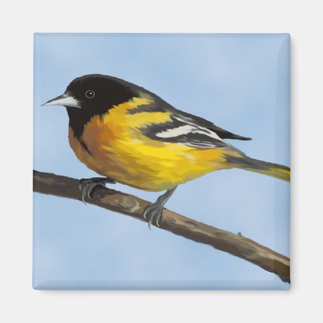 Baltimore Oriole Magnet (Framsidan)