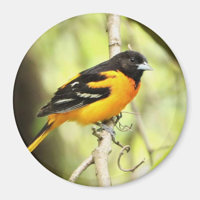 Baltimore Oriole Magnet (Framsidan)