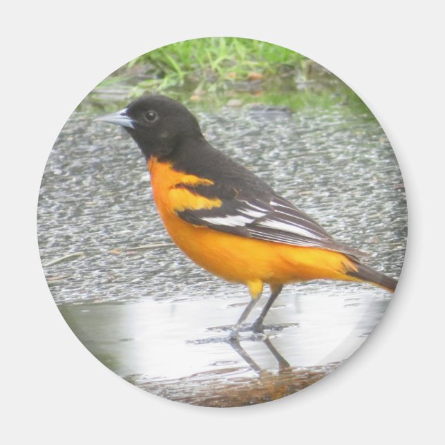 Baltimore Oriole magnet (Framsidan)