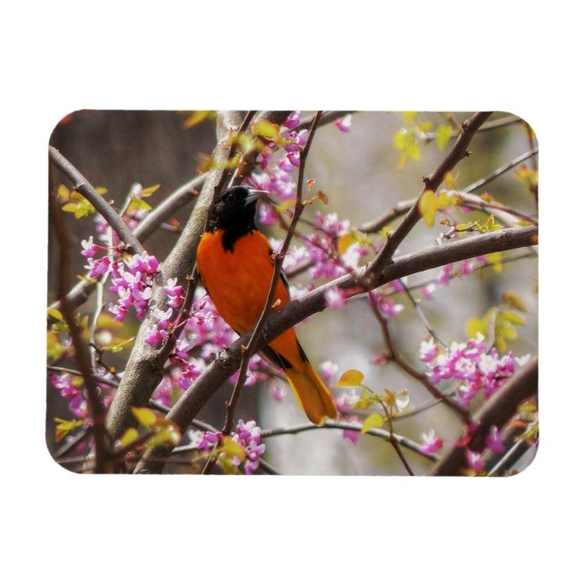 Baltimore Oriole Magnet (Horisontell)