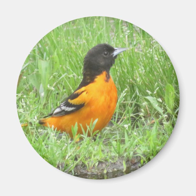 Baltimore Oriole magnet (Framsidan)