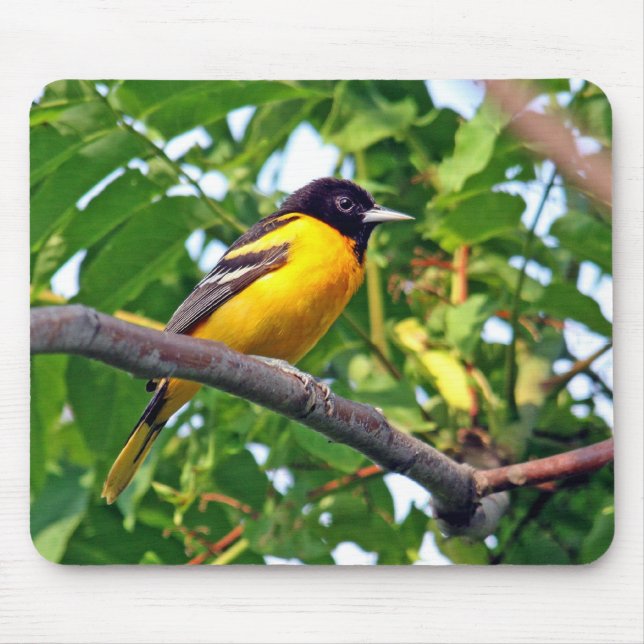 Baltimore Oriole Mousepad Musmatta (Framsidan)