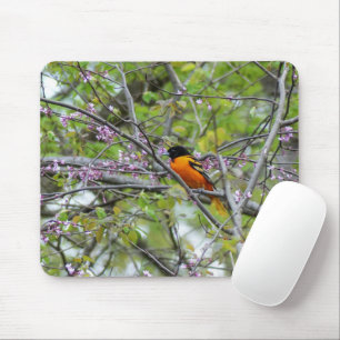 Baltimore Oriole Musmatta