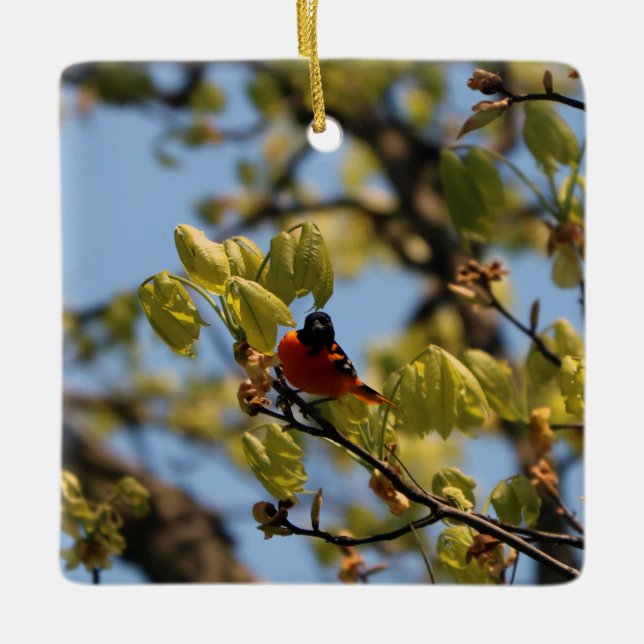 Baltimore Oriole Ornament (Framsida)