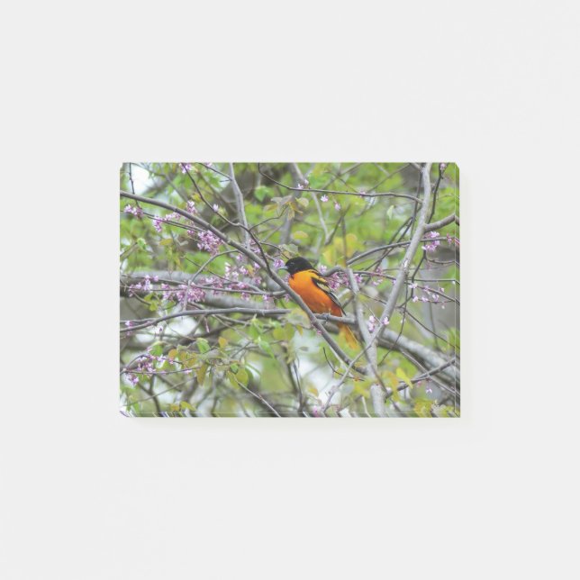 Baltimore Oriole Post-it Block (Framsida)