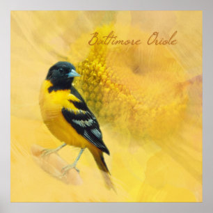 Baltimore Oriole Poster