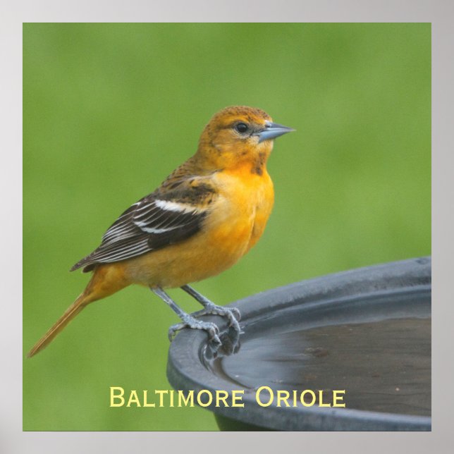 Baltimore Oriole Poster (Framsidan)