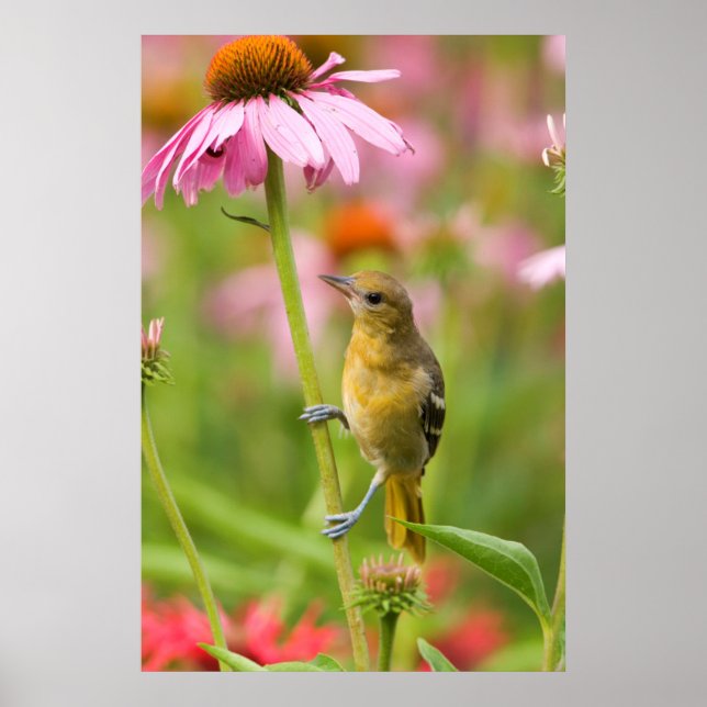 Baltimore Oriole Poster (Framsidan)