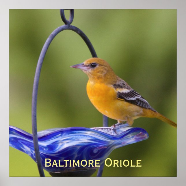 Baltimore Oriole Poster (Framsidan)