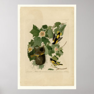 Baltimore Oriole Poster