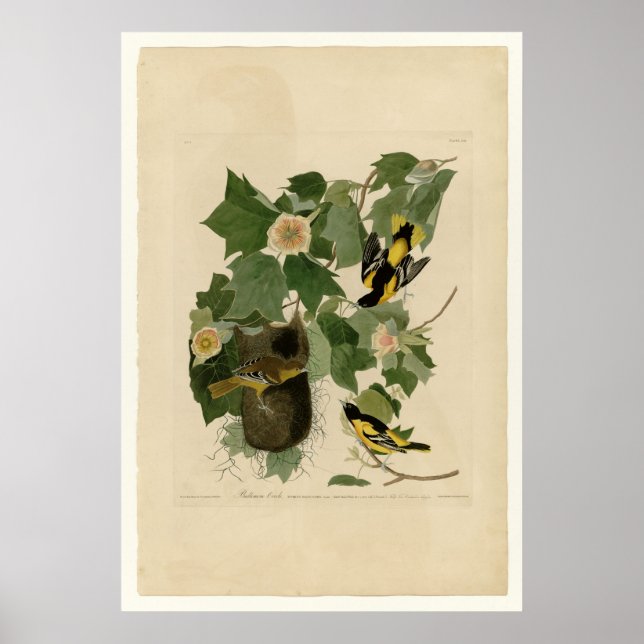 Baltimore Oriole Poster (Framsidan)