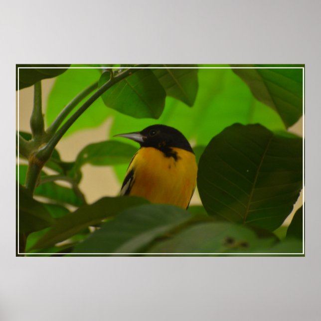 Baltimore Oriole Poster (Framsidan)