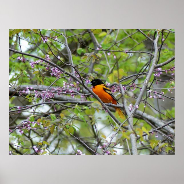 Baltimore Oriole Poster (Framsidan)