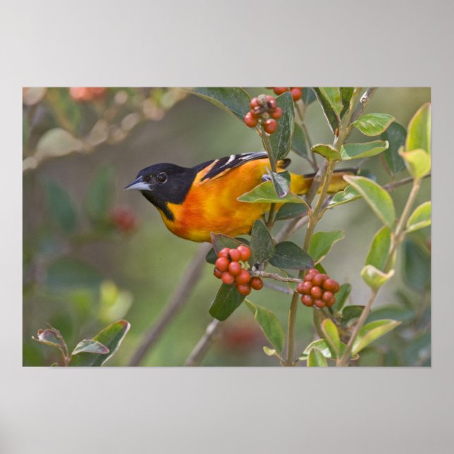 Baltimore Oriole Poster (Framsidan)
