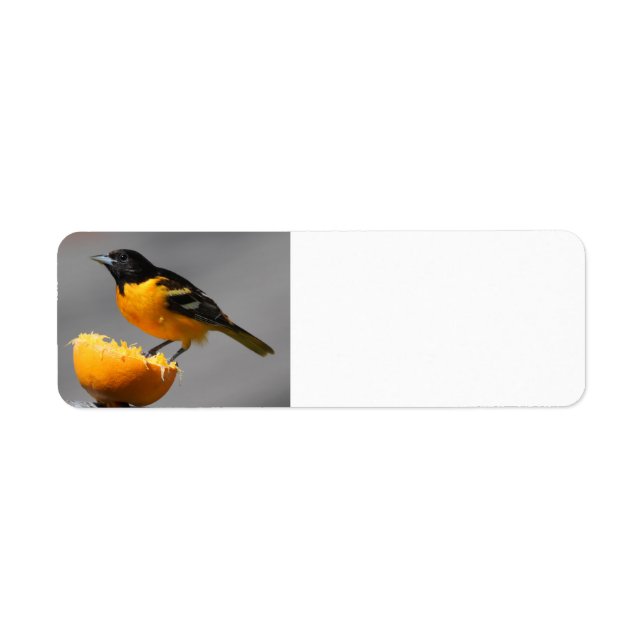 Baltimore Oriole-returetiketter Returadress Etikett (Framsidan)