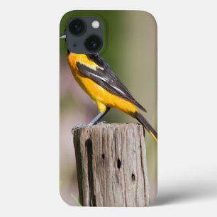 Baltimore Oriole som är kvinnlig i