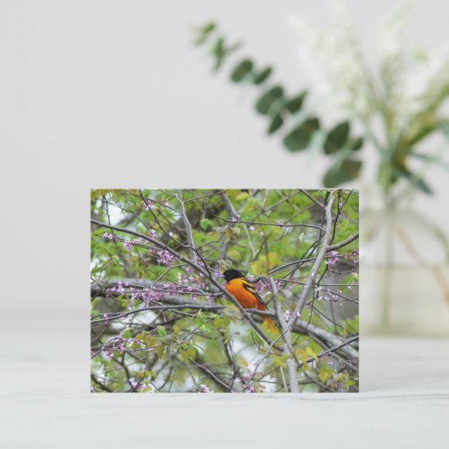 Baltimore Oriole Välkomstkort Vykort (Stående Fram)