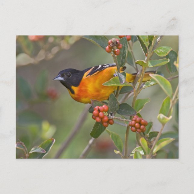 Baltimore Oriole Vykort (Framsida)