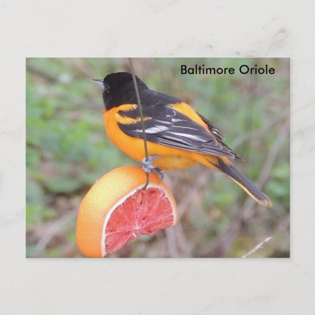 Baltimore oriole vykort (Framsida)