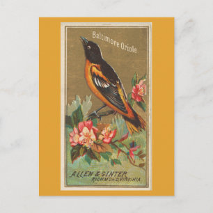 Baltimore Oriole Vykort