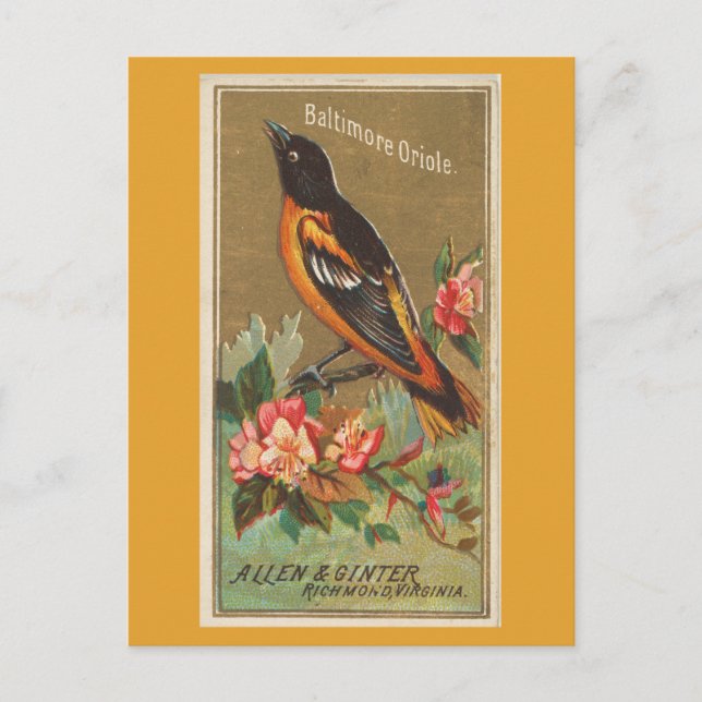 Baltimore Oriole Vykort (Framsida)