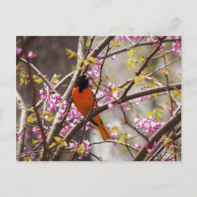 Baltimore Oriole Vykort (Framsida)