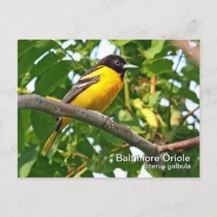 Baltimore Oriole-vykort Vykort