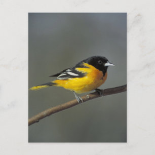 baltimore oriole-vykort vykort