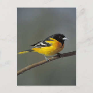baltimore oriole-vykort vykort