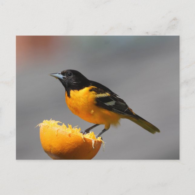 Baltimore Oriole-vykort Vykort (Framsida)
