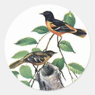 Baltimore Orioles Illustrated Birds Runt Klistermärke