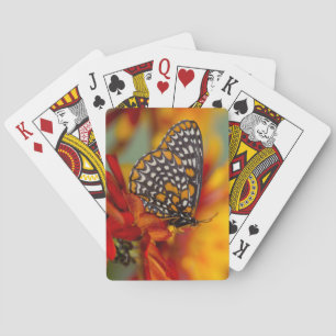 Baltimore-Schackbräda Fjäril Casinokort