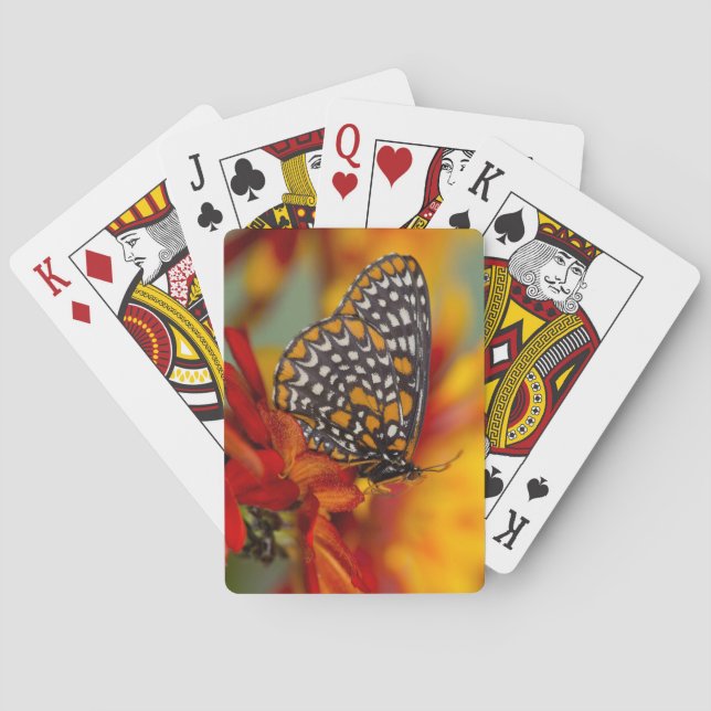 Baltimore-Schackbräda Fjäril Casinokort (Baksidan)