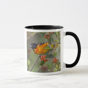 Baltimore-trupial Mugg