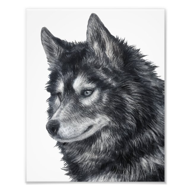 Balto Hund Fototryck (Framsidan)