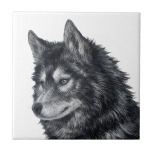 Balto Hund Kakelplatta
