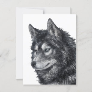 Balto Hund Vykort