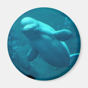 Baluga Whale Magnet