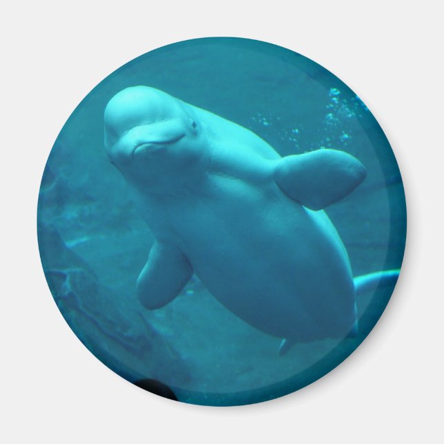 Baluga Whale Magnet (Framsidan)