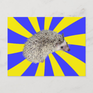 BAM! Hedgehog Postcard 2 Vykort