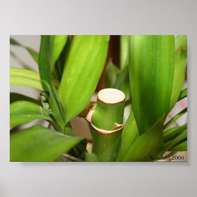 bambapak poster (Framsidan)