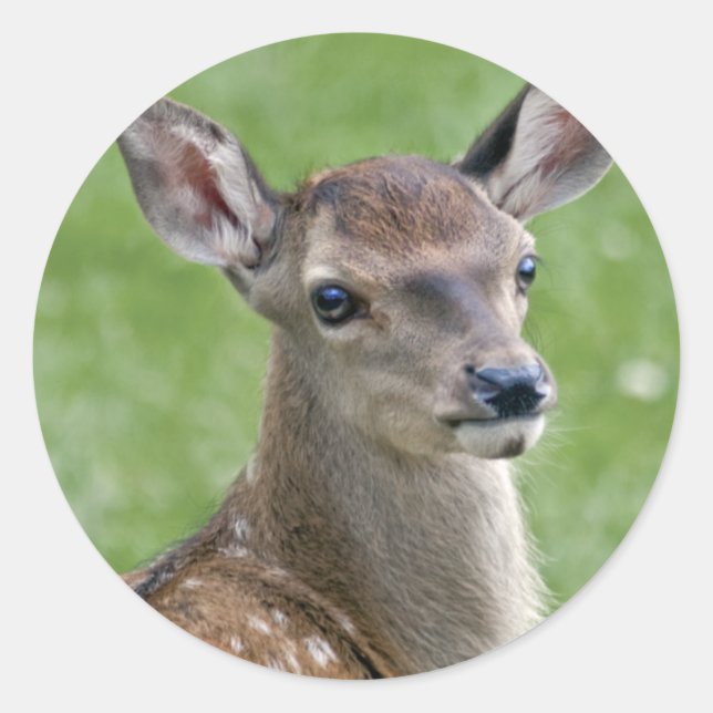 Bambi-dekal Runt Klistermärke (Framsida)
